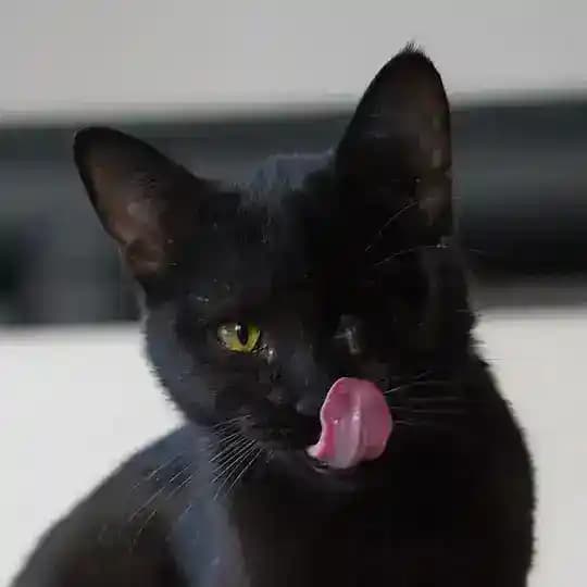 Кошарех