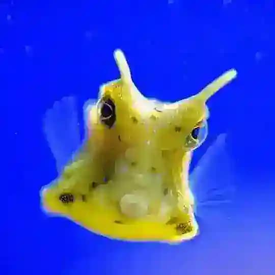 #Рыбный Колесик🐠🫧