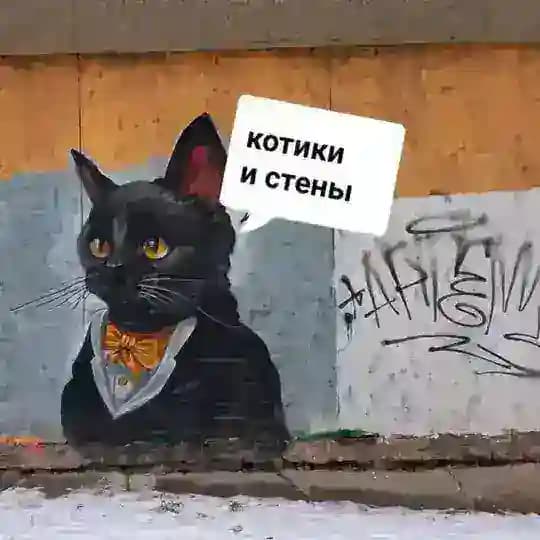 котики и стены