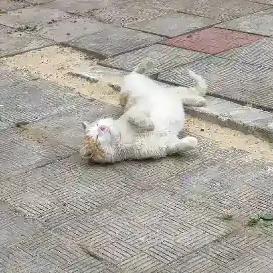 .Β° π΄π πππ ππππππππππ ππΎ