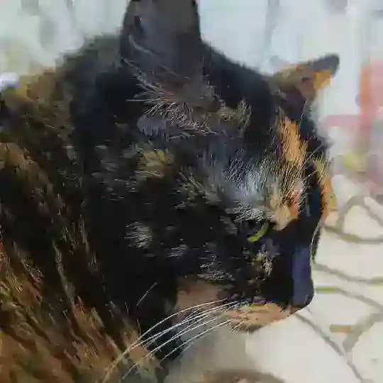 Мастерская котика пошивуна🐱