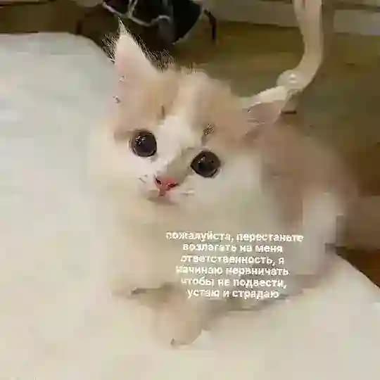 Кошачья лаборатория 🐈‍⬛️