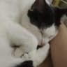 показываем котов