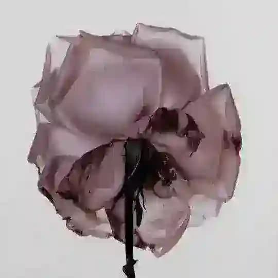 seraphic blossoms. ♡