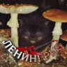 Грибницы (ЛЕНИНГРИБ)