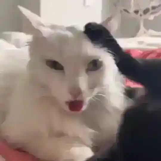 Котобус