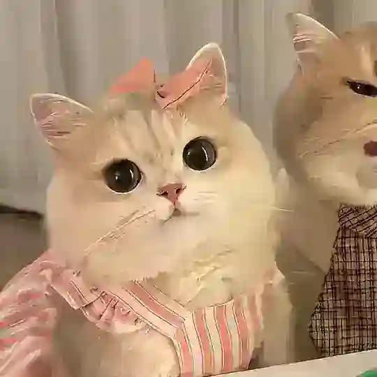 愿闻其声🐾
