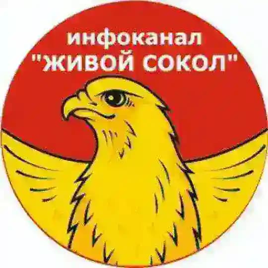 ЖИВОЙ СОКОЛ (инфоканал)