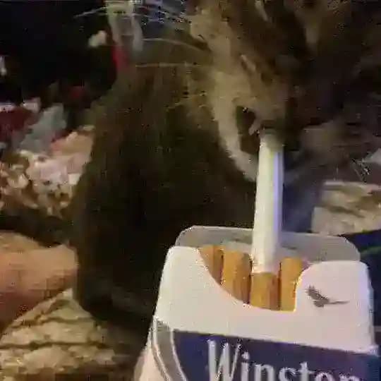 ᴋᴩиᴄ #♡