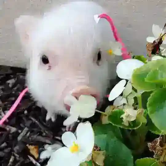 ℓσνeℓу мιηιριggу 𔘓⁩𓂅⁩ 𝙲𝙵/𝙳𝙻 [🐽💘]
