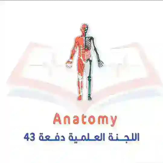 قسم ال Anatomy ( سنة أولى )