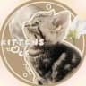 Котятки daily&cf