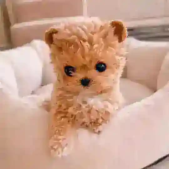 Micro_mini_pets