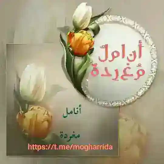 🍃••أنــــاملُ مُـغــــــرّدة••🍃