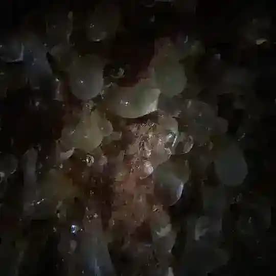 плесень в питьевой воде
