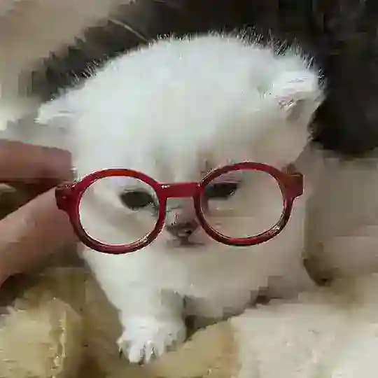 moka ♡ cats & craft