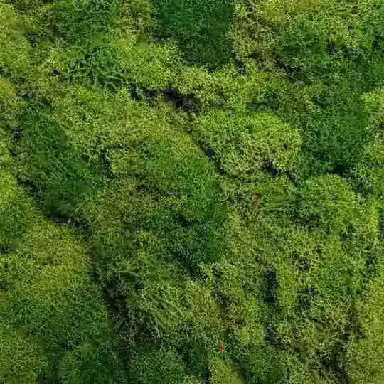 Ты МОХ уважаешь Скажи ты МОХ уважаешь?