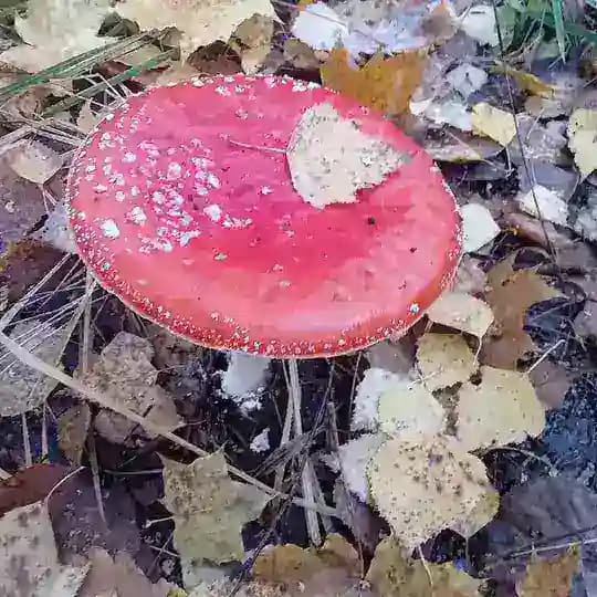 Ядвига Мухоморова