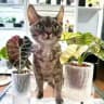 Green room. Пикси, Зои и зеленая комната🌱🐈‍⬛🐈‍⬛
