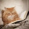 Никто не читает Кота
