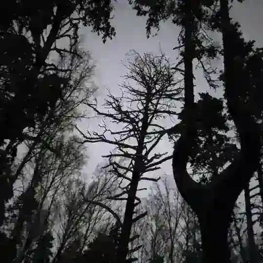 Ткань