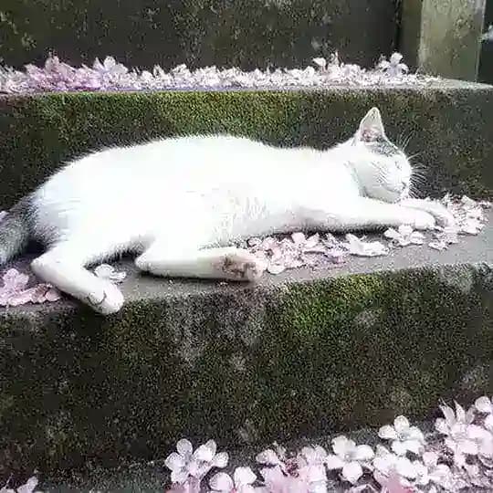 ◌ odelucé, loolie-pops