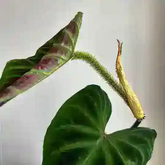 Oh, этот листочек 🌱