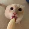 Oʰ SHᐞↁO⋈⌊ORↁ 18+