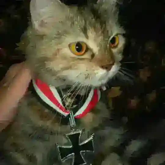 вехрабоо посиделки