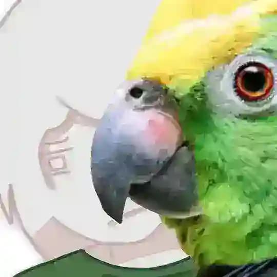 IKS DISCORD