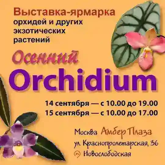 Орхидиум🪴💚