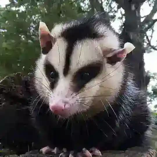 Переводовай @ преподи