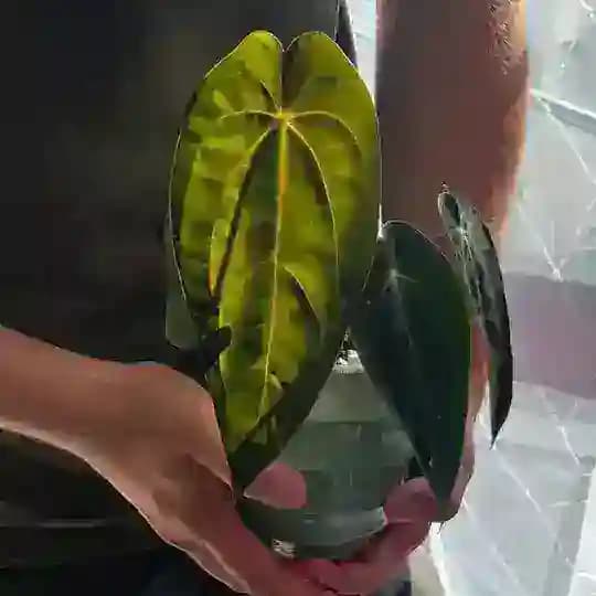 Зелень в руках парня 🌿💚