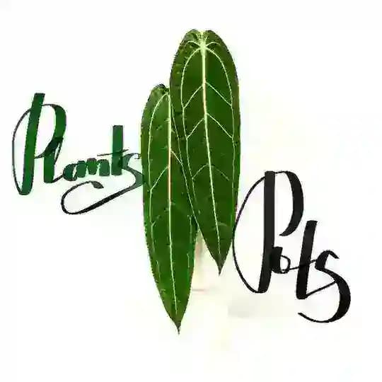Plants&Pots