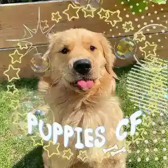PUPPIES CONFESSION🐾🐾