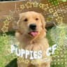 PUPPIES CONFESSION🐾🐾