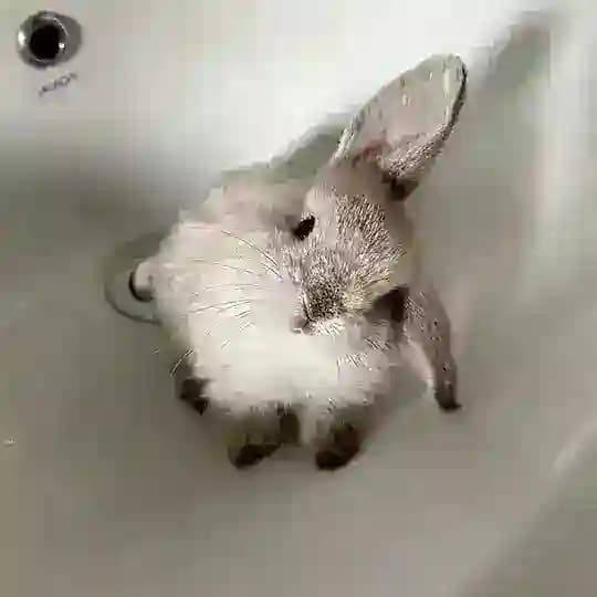 rabbit confession