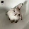 rabbit confession
