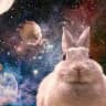 Rabbit Cf : [Info ]