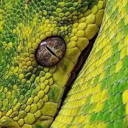 ʀᴇᴘтιʟᴇ coɴғᴇssιoɴ | 🐊
