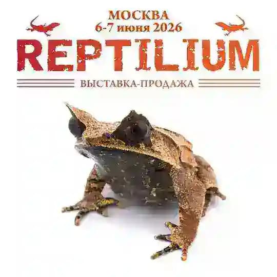 Рептилиум Reptilium | змеи | ящерицы | лягушки | рыбки