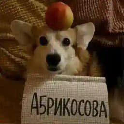 абрикосова Profile
