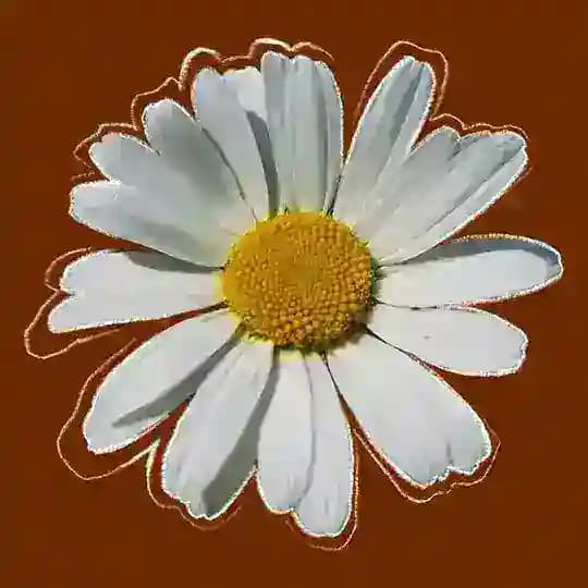 Romashka