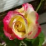 Rosemania 🌹