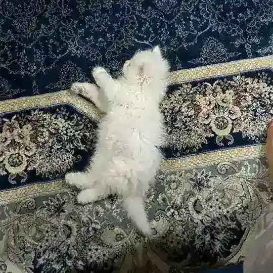 ︎︎مسّكَنُ فاطِمّة