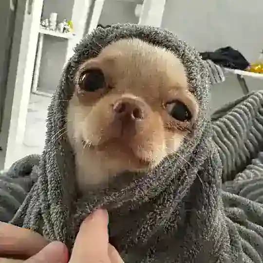 чихуа Нори