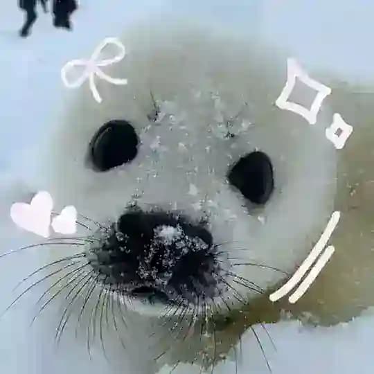 НАБОР АДМИНОВ. • ⊹ / Seals confession \ ⊹ • .