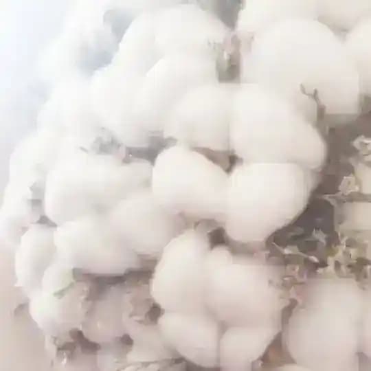 ꒰ 𝚂𝚎𝚗𝚔𝚊𝚒 ꒱˚࿔