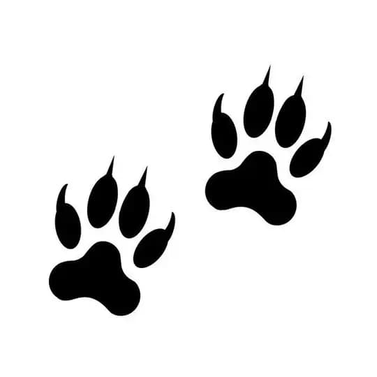 Sharp Paws 🐾