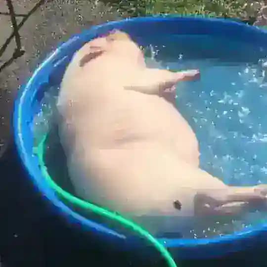 шуфє архив